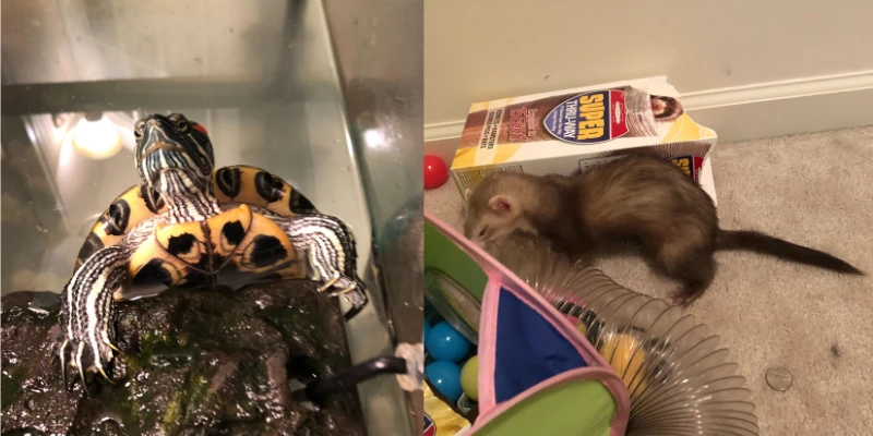 Lil Buddy (Turtle) & Loki (Ferret)