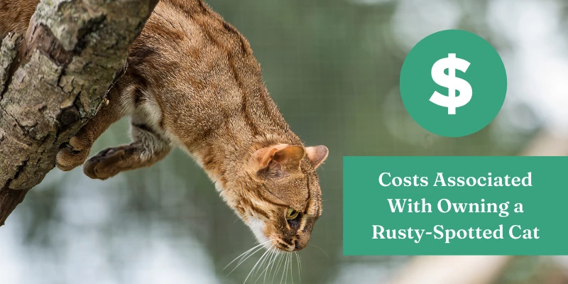 Pet Rusty-Spotted Cat Cost to Own