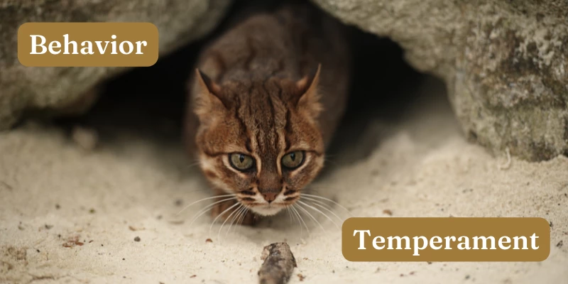 Rusty-Spotted Cat Behavior and Temperament