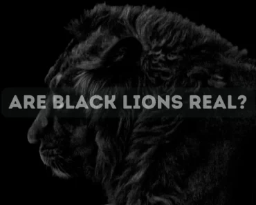 Are Black Lions Real? Do Black Lions Really Exist?