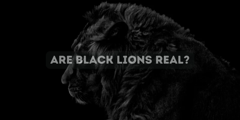Are Black Lions Real?