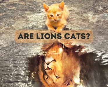 Are Lions Cats? Did Cats Evolve From Lions?