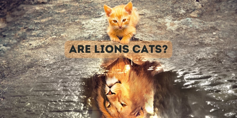 Are Lions Cats?