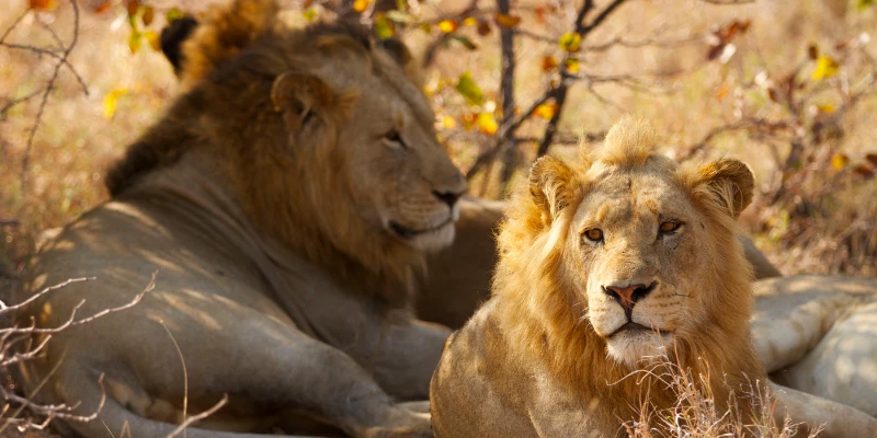 Can Lions Live Without a Pride?