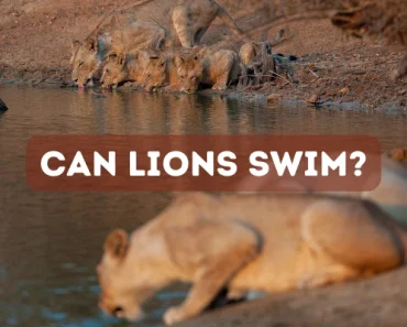 Can Lions Swim? Are Lions Afraid of Water? Wonder No More!