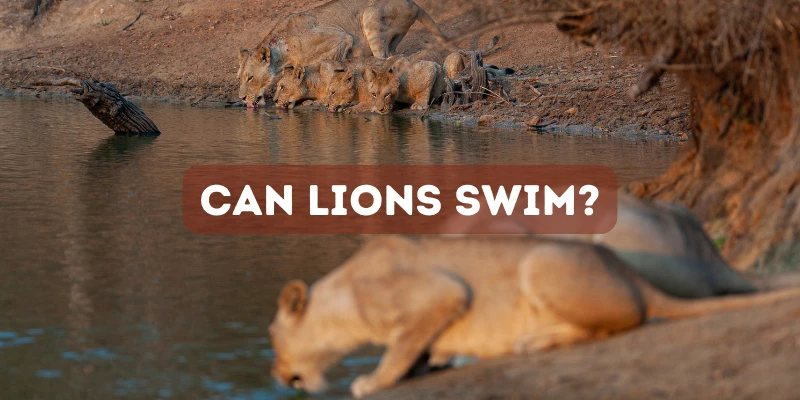 Can Lions Swim?