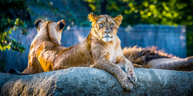 Did Cats Evolve From Lions?