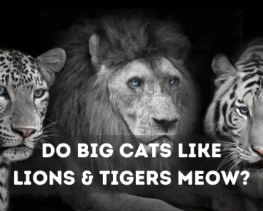 Do Lions & Tigers Meow? Do Other Medium & Big Cats Meow?