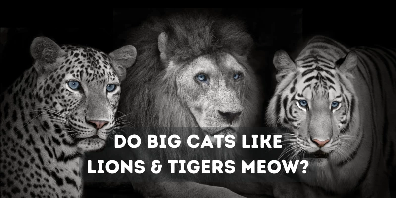 Do Big Cats Meow?