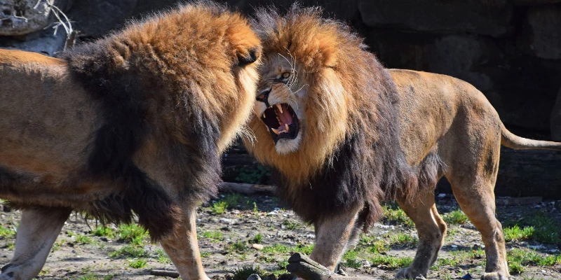 Do Lions Eat Dead Lions?