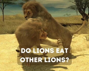 Do Lions Eat Other Lions? Do Lions Kill Other Lions?