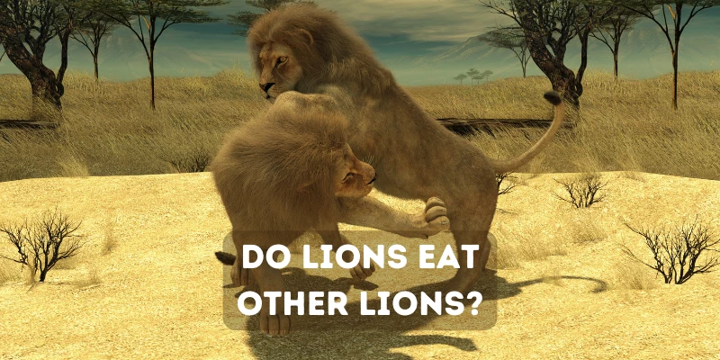 Do Lions Eat Other Lions?