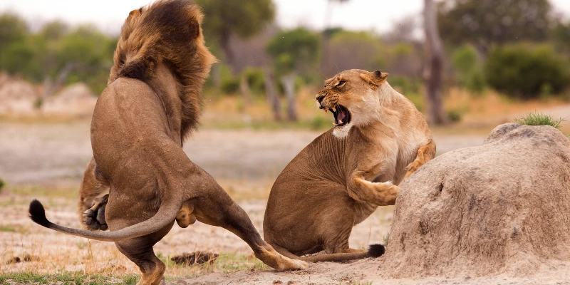 Do Lions Kill Other Lions?