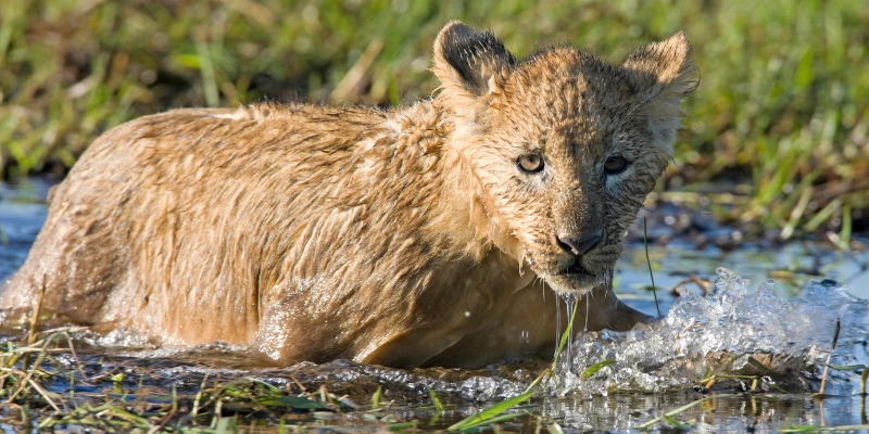 Do Lions Like Water?