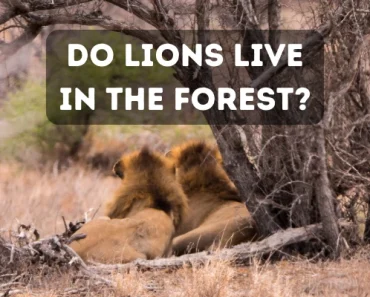 Do Lions Live in Forests? Can Lions Thrive in Rainforests?