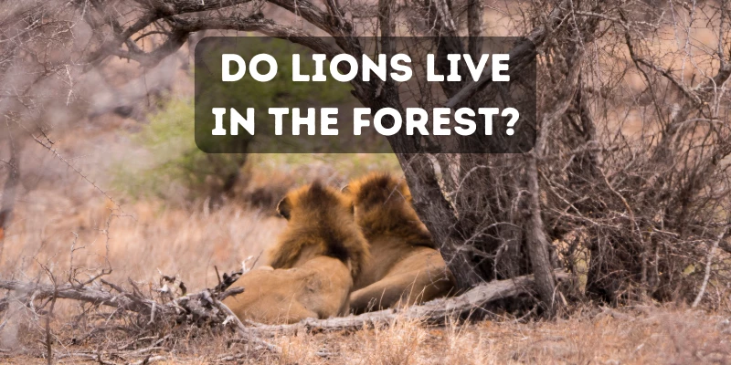 Do Lions Live in Forests?