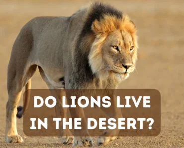 Do Lions Live in the Desert? Desert Too Extreme for Lions?