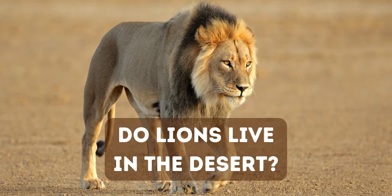 Do Lions Live in the Desert?