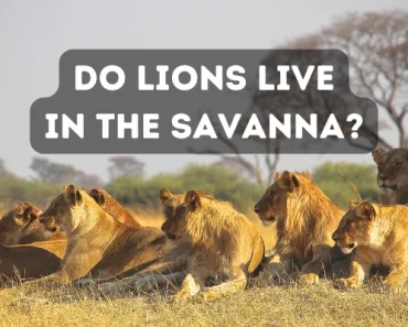 Do Lions Live in the Savanna? How Do Lions Help Ecosystems?