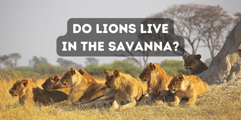 Do Lions Live in the Savanna?