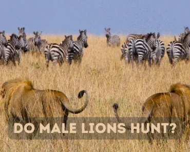 Do Male Lions Hunt? Why Are Pride Females Primary Hunters?