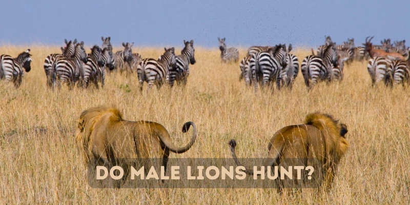 Do Male Lions Hunt?