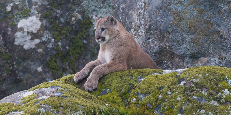 Do Mountain Lions Meow?