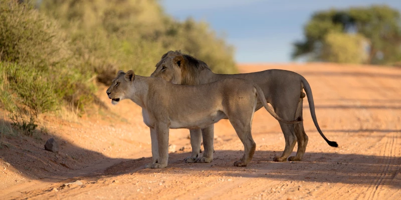 How Do Lions Survive in the Desert?