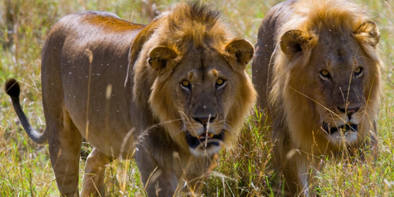 How Do Male Lions Hunt?