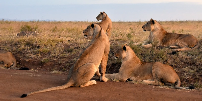 Lion Pride Relaxing