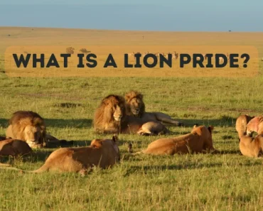 Lion Pride – What Are Prides & Why Are They Called Prides?
