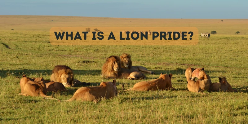 What Is a Lion Pride?