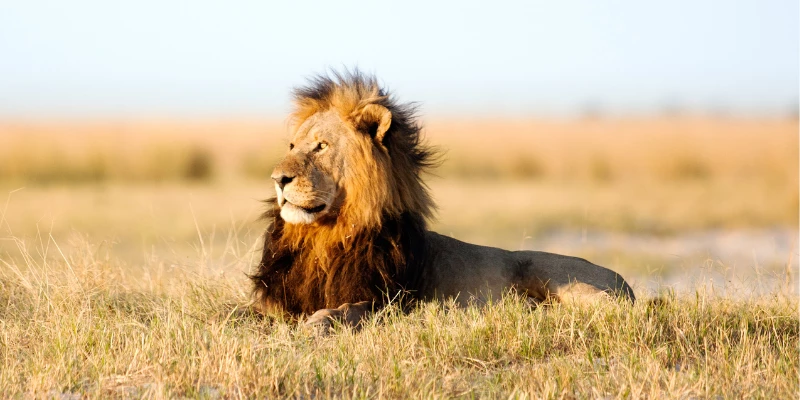 What Is a Lone Male Lion Called?
