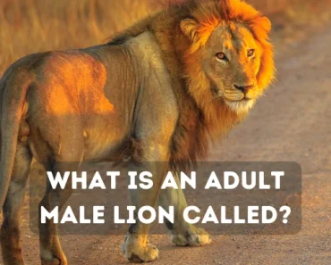 What Is a Male Lion Called? All Terms for Adult Male Lions!