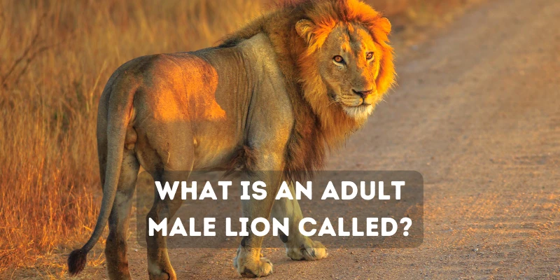 What Is a Male Lion Called?