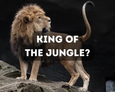 Do Lions Live in the Jungle? Are Lions Kings or Is It Myth?