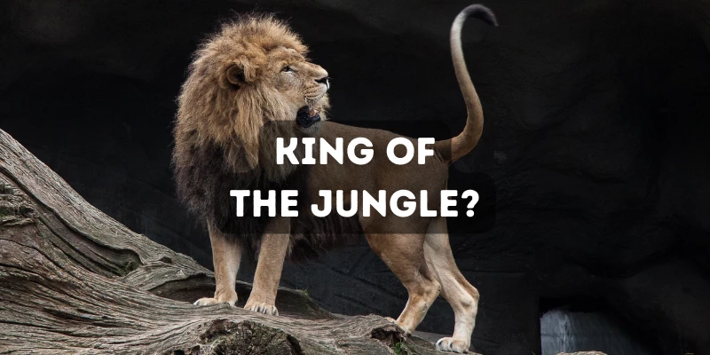 Why Are Lions Called King of the Jungle?
